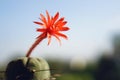 Cactus flower : Matucana madisoniorum