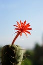 Cactus flower : Matucana madisoniorum