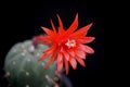 Cactus flower : Matucana madisoniorum