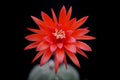 Cactus flower : Matucana madisoniorum