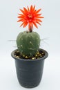 Cactus flower : Matucana madisoniorum