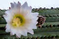 Cactus flower at Montjuic garden at Barcelona