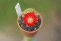 cactus flower 005 Royalty Free Stock Photo