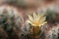 Cactus flower needles background Royalty Free Stock Photo