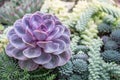 Cactus flower and plant in green garden Royalty Free Stock Photo