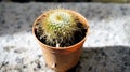 Cactus in flower pot