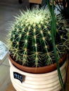 cactus in a flower pot on an indistinct background