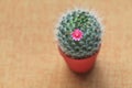 Cactus flower pot isolated