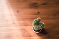 Cactus in flower pot top view on wooden table with copy space for background. Royalty Free Stock Photo