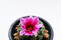 Cactus flower in pot on white background