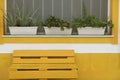 Cactus flower pots on window and yellow bench Royalty Free Stock Photo