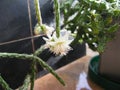 Cactus Flower Rhipsalis Lindbergiana Close Royalty Free Stock Photo