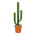 Cactus flower - saguaro in pot