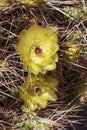 Cactus flower in San Pedro de Atacama. Royalty Free Stock Photo