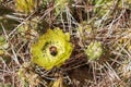 Cactus flower in San Pedro de Atacama. Royalty Free Stock Photo