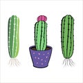 Cactus flower set. Hand drawn cacti home plant collection Royalty Free Stock Photo