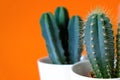 Cactus flower set in white pot on bright orange background.Indoor flowers in pots Royalty Free Stock Photo