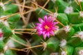 Cactus flower on sharp thorn plant in desert