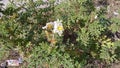 cactus with flower shrubs with white flower