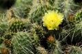 Cactus Flower in Southwestern Desert Royalty Free Stock Photo