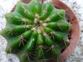 Cactus flower is a thorny plant and can grow for a long time without water and can live in dry areas
