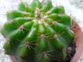 Cactus flower is a thorny plant and can grow for a long time without water and can live in dry areas