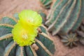 Cactus Flower two. Royalty Free Stock Photo