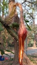 A cactus flower, which looks like a fire.