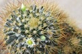 Cactus Flower with white petals and yellow pollen (Mammillaria n Royalty Free Stock Photo