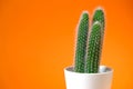 Cactus flower in white pot on bright orange background.Indoor flowers in pots Royalty Free Stock Photo