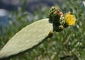 Cactus Flower