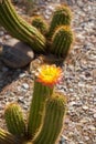 Cactus flower atop cactus in southwestern desert garden Royalty Free Stock Photo