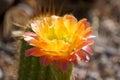 Cactus flower in southwestern desert garden Royalty Free Stock Photo