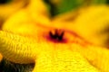 Cactus flowering