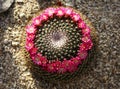 Cactus flowering Mammillaria multiseta Royalty Free Stock Photo