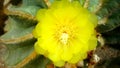 Cactus flowering. Yellow flower. Thai flowers. Thai cactus. On a green background. A great combination of elegance and natural sim