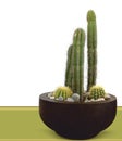 Cactus Flowerpot Royalty Free Stock Photo