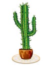 Cactus in flowerpot