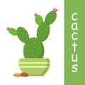 Cactus in flowerpot with pebbles. Flowering cactus. Vector