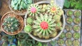Cactus in the flowerpot Royalty Free Stock Photo