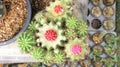 Cactus in the flowerpot Royalty Free Stock Photo