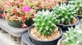 Cactus in the flowerpot Royalty Free Stock Photo