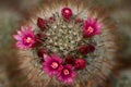 Cactus flowers