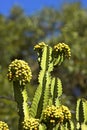 Cactus flowers