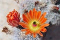 Cactus flowers. Royalty Free Stock Photo