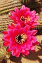 Cactus flowers. Royalty Free Stock Photo