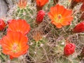 Cactus flowers Royalty Free Stock Photo