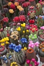 Cactus Flowers, Amsterdam Royalty Free Stock Photo