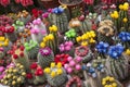 Cactus Flowers, Amsterdam Royalty Free Stock Photo