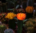 Cactus flowers blooming in Amsterdam flower market Royalty Free Stock Photo